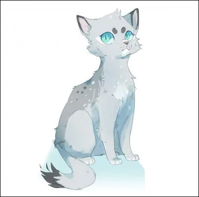 Aile de Colombe a du sang de chat domestique.