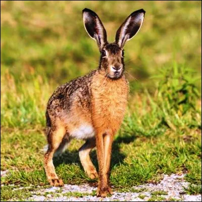 Comment s�appelle la femelle du li&egrave;vre ?