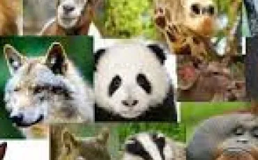 Quiz Animaux