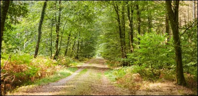 Tu es perdu dans la nature sans téléphone pour appeler qui que ce soit, tu...