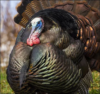 Quel est cet animal ?