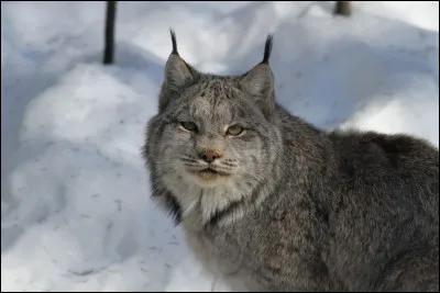 Quel est cet animal ?
