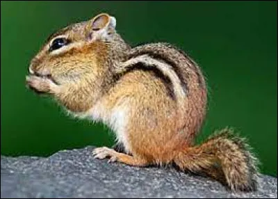 Quel est cet animal ?