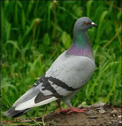 Quel est cet animal ?