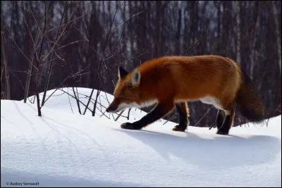 Quel est cet animal ?