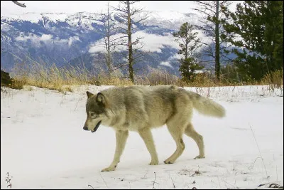 Quel est cet animal ?