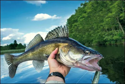 Quel est cet animal ?