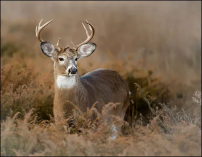 Quel est cet animal ?