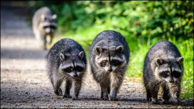 Quel est cet animal ?