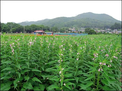 Ancêtre du digicode, c'est le...