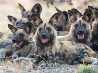Lesquels de ces mammifères sont des canidés ?