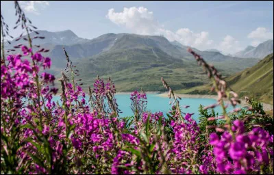 Lesquelles de ces fleurs peut-on voir en montagne ?