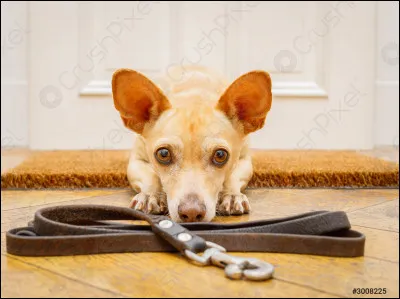 Voudras-tu faire des promenades ?