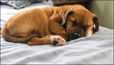 Tu voudrais un chien :