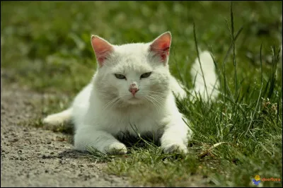 De qui est-elle la réincarnation ?