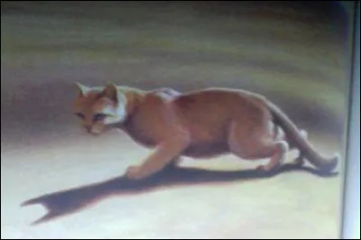 Pourquoi Nuage de Sable reçoit-elle son nom de guerrière ?