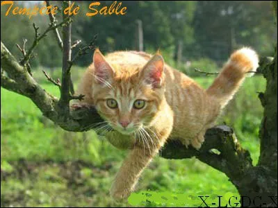 Quel est son nom d'apprentie ?