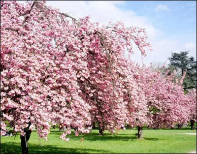 Mon prénom signifie "Fleur de cerisier" :