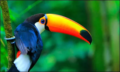 Quel est cet animal ?