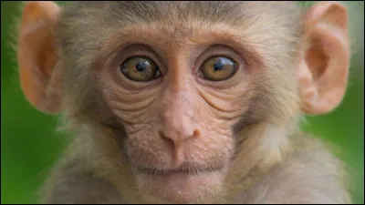 Quel est cet animal ?