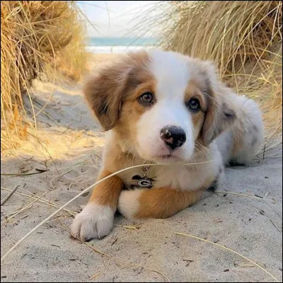 Quel est cet animal ?