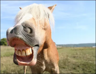 Quel est cet animal ?