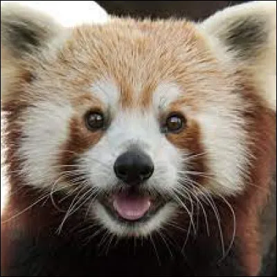 Quel est cet animal ?