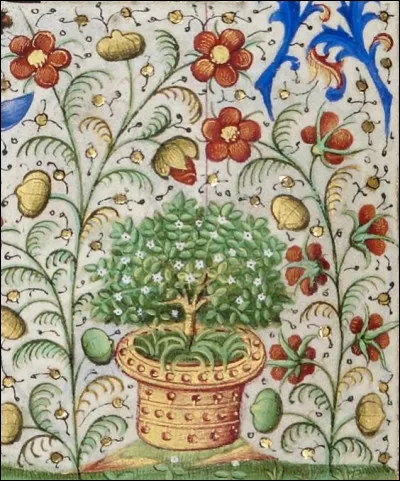 La fleur "orlida" pousse tous les cent ans et change d'odeur dans le but d'attirer une personne en particulier. Quel parfum cette plante devrait-elle d&eacute;gager pour t'attirer ?