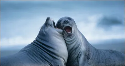 Quel est ton animal préféré ?