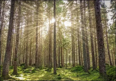 Sors-tu souvent avec tes amis ?