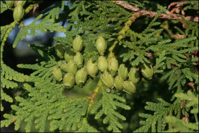 On le confond régulièrement avec le cèdre.