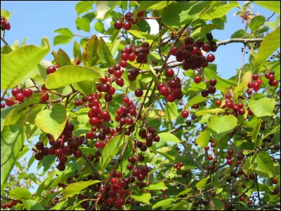 Il produit un petit fruit qu'on appelle la merise.
Son écorce peut être violette.