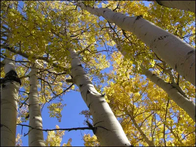 C'est le mets favori des castors.