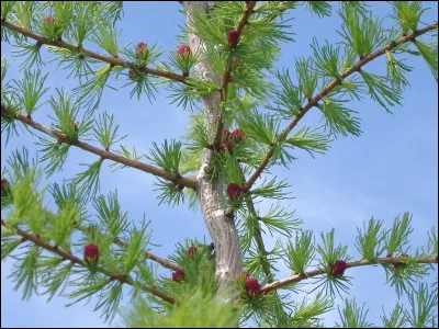 Ce conifère est le seul à perdre ces aiguilles en hiver, on dit donc qu'il vit un malaise.