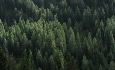 Il est généralement coupé le 24 décembre.