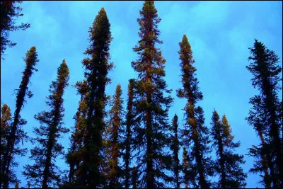 L'un des arbres les plus utilisé pour le bois au Québec. Il est également l'un des mets du porc-épic en hiver.