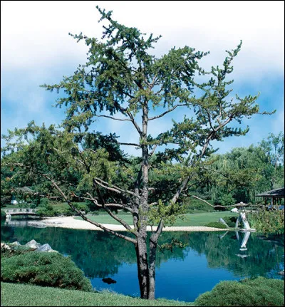 Il a 2 petites aiguilles par bouquet, telles deux oreilles de lapin à ne pas confondre avec la nourriture.