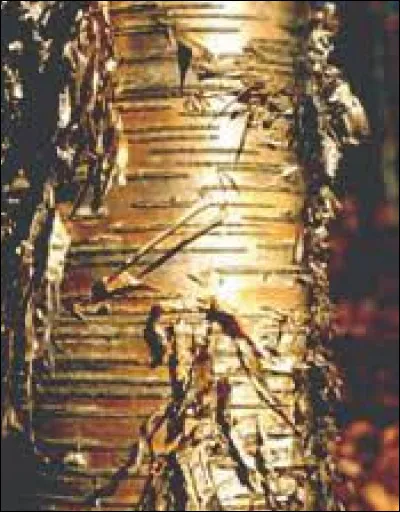 Est-ce un arbre en or ? !