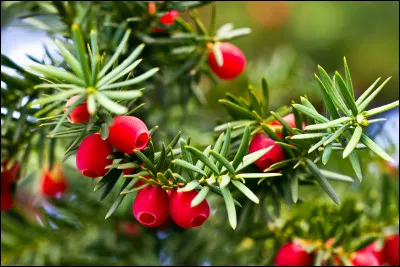 Le noyau de son fruit est toxique tandis que la chair est délicieuse.
