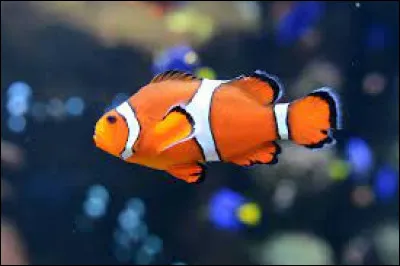 Comment dit-on « le poisson » en allemand ?