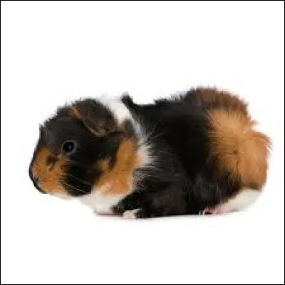 Comment dit-on « le cochon dInde » en allemand ?