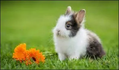 Comment dit-on « le lapin » en allemand ?