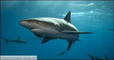 Quel est cet animal ?