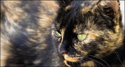 Comment appelle-t-on ce pelage de chat ?