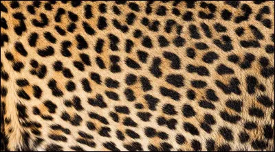 Quel animal possède de pareilles taches ?