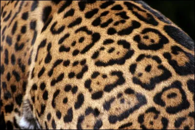 Et ferez-vous la différence entre celui-ci et le précédent ?