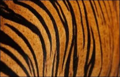 Le pelage de quel félin se trouve sur cette image ?