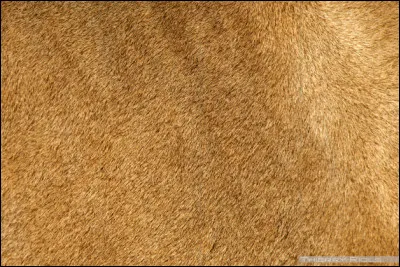 Et quel grand félin possède ce pelage uni, comme le puma ou le caracal ?