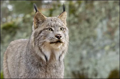 Saurez-vous reconnaître le lynx grâce à la couleur de sa fourrure ?