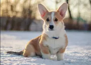 Test Quelle race de chien est faite pour toi ?